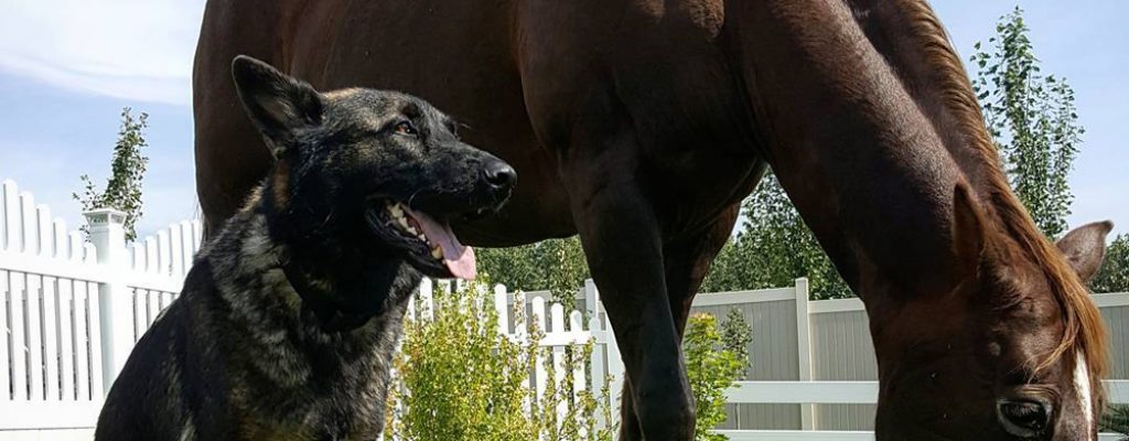 caballo-y-pastor-aleman