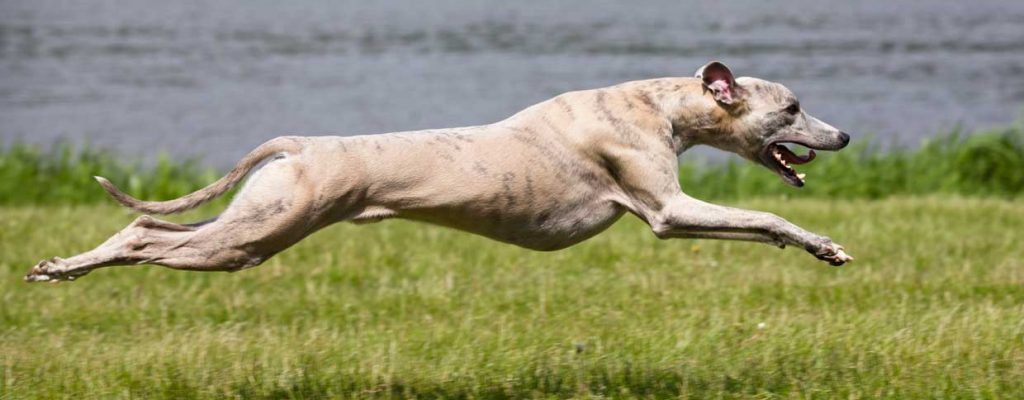 galgo1-t
