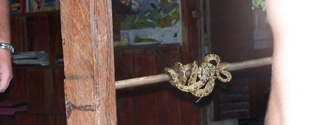 vivora enroscada en la puerta de la choza